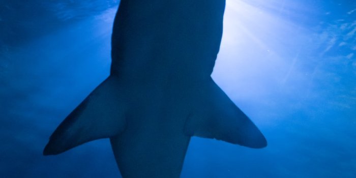 1000x1250 Shark Wallpapers: Free HD Download [500+ HQ] | Unsplash