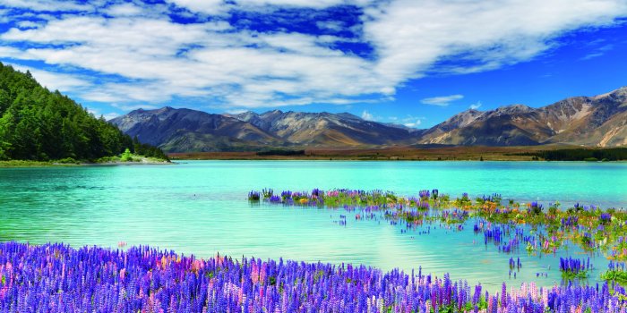 2560x1440 Wallpaper New Zealand, river, mountains, flowers, clouds, 4k, Nature #16208