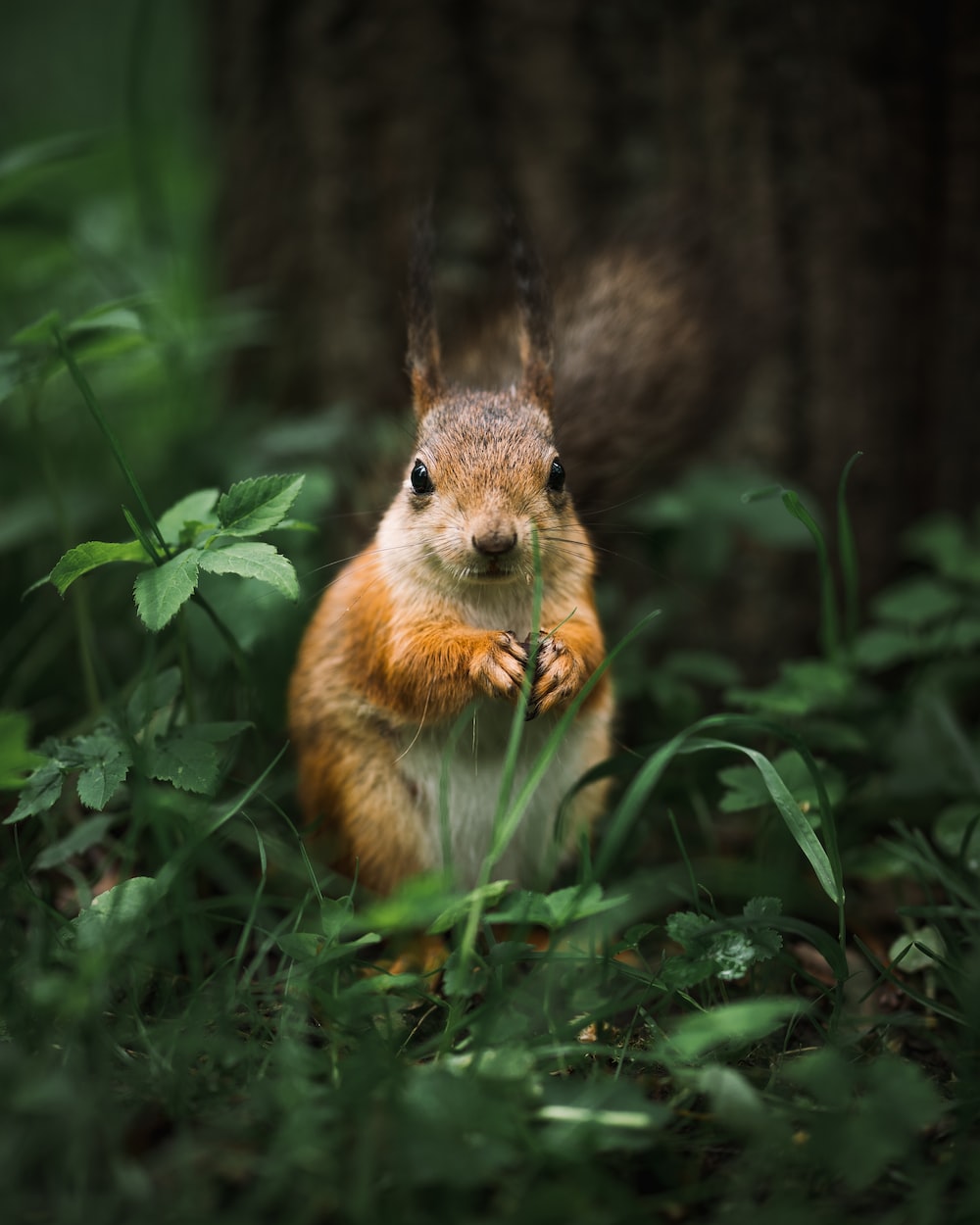 1000x1250 500+ Squirrel Pictures | Download Free Images on Unsplash