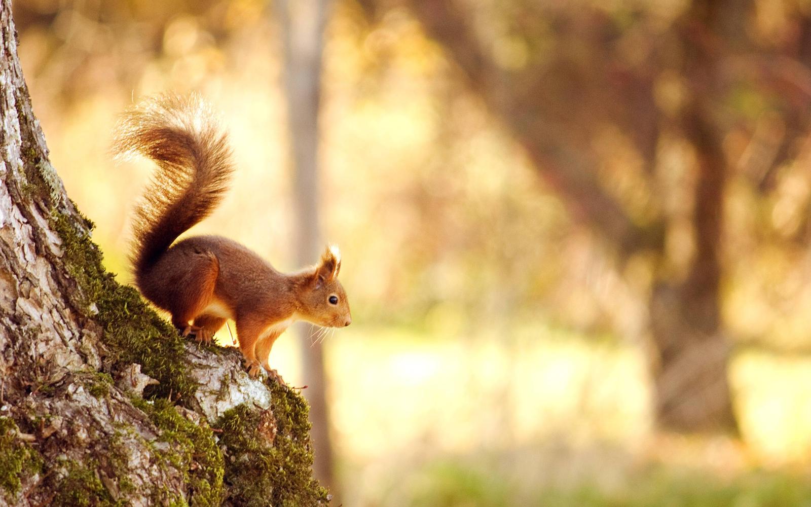 2880x1800 Squirrel Wallpapers - Top Free Squirrel Backgrounds - WallpaperAccess