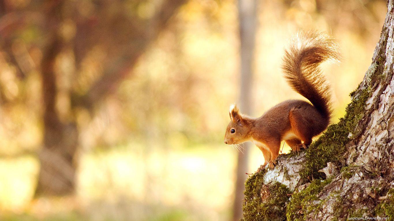 1366x768 Squirrels Wallpapers