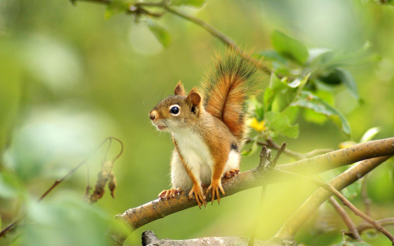 2560x1600 1300+ Squirrel HD Wallpapers and Backgrounds