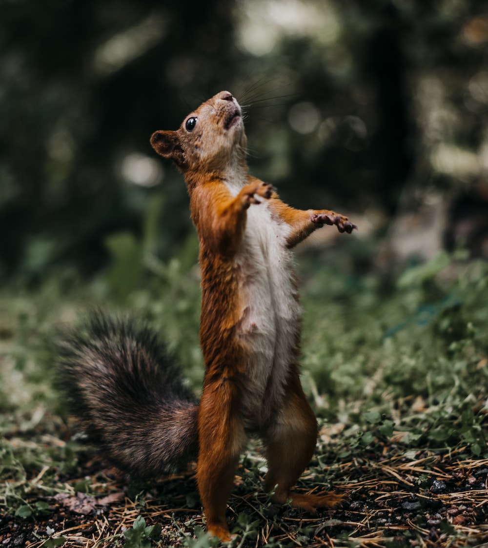 1000x1123 500+ Squirrel Pictures | Download Free Images on Unsplash