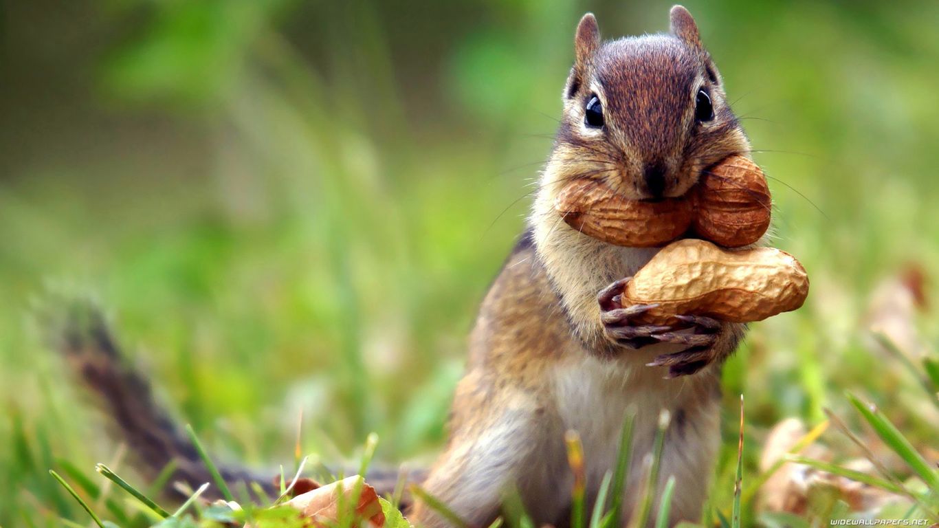 1366x768 Squirrel HD Wallpapers & Pictures | Домашние птицы, Бурундуки, Млекопитающие