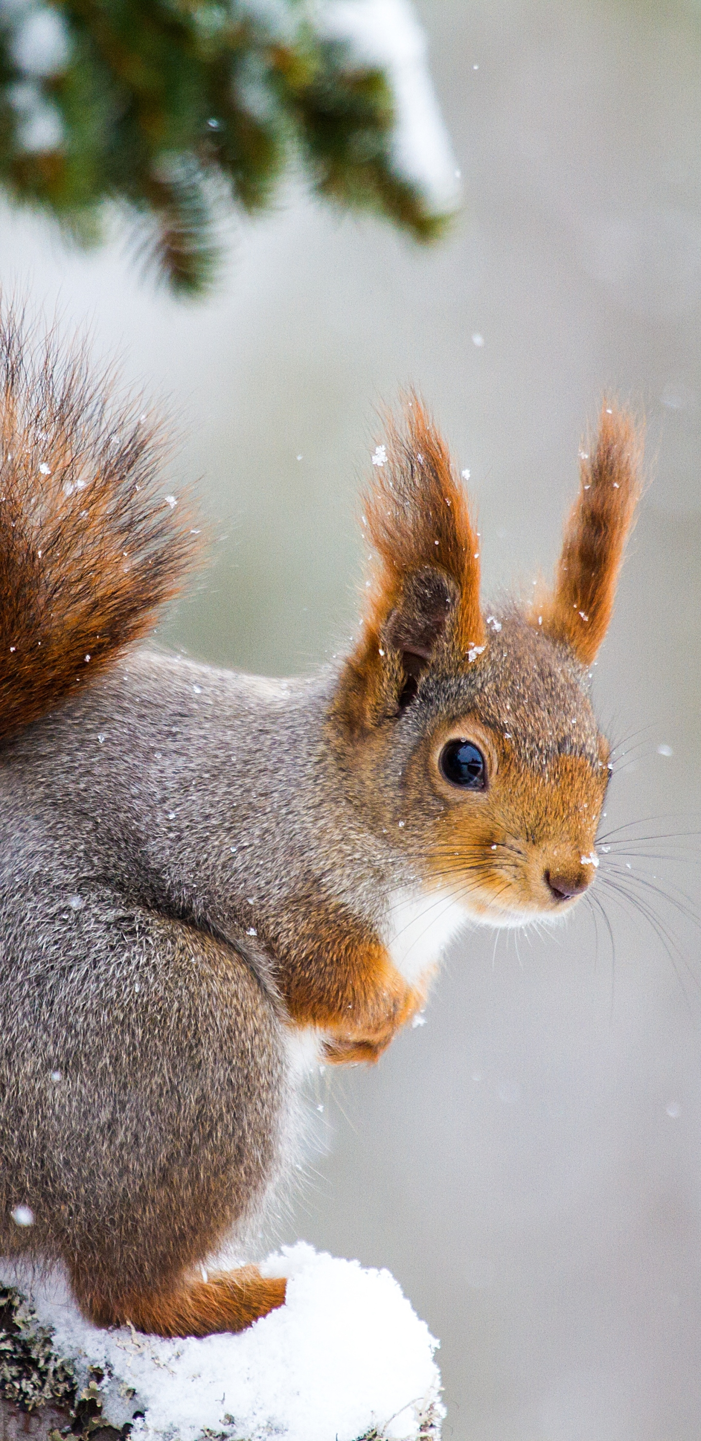 1440x2960 Squirrel Wallpapers Download | MobCup