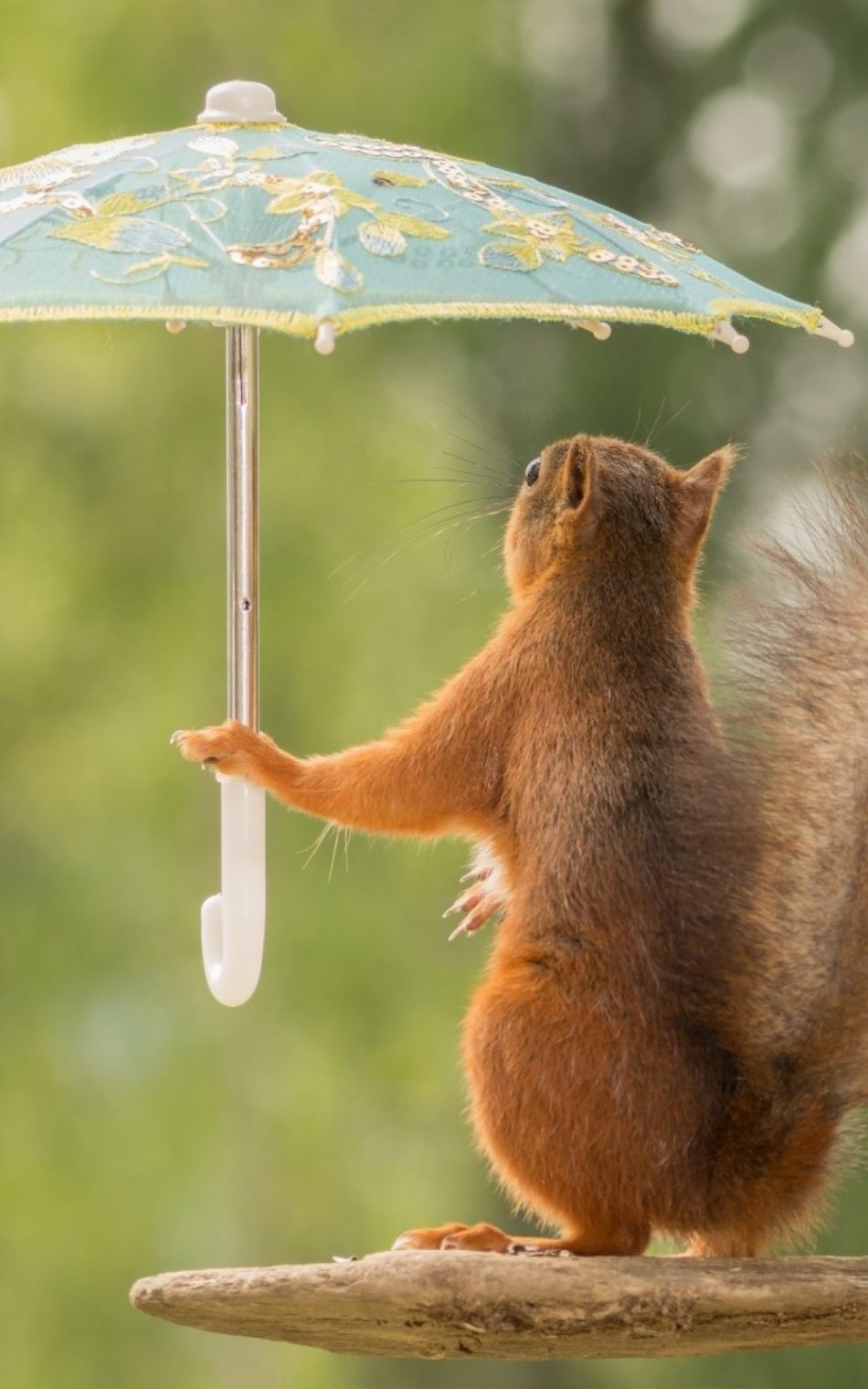 950x1520 Squirrel With Umbrella 4K Ultra HD Mobile Wallpaper