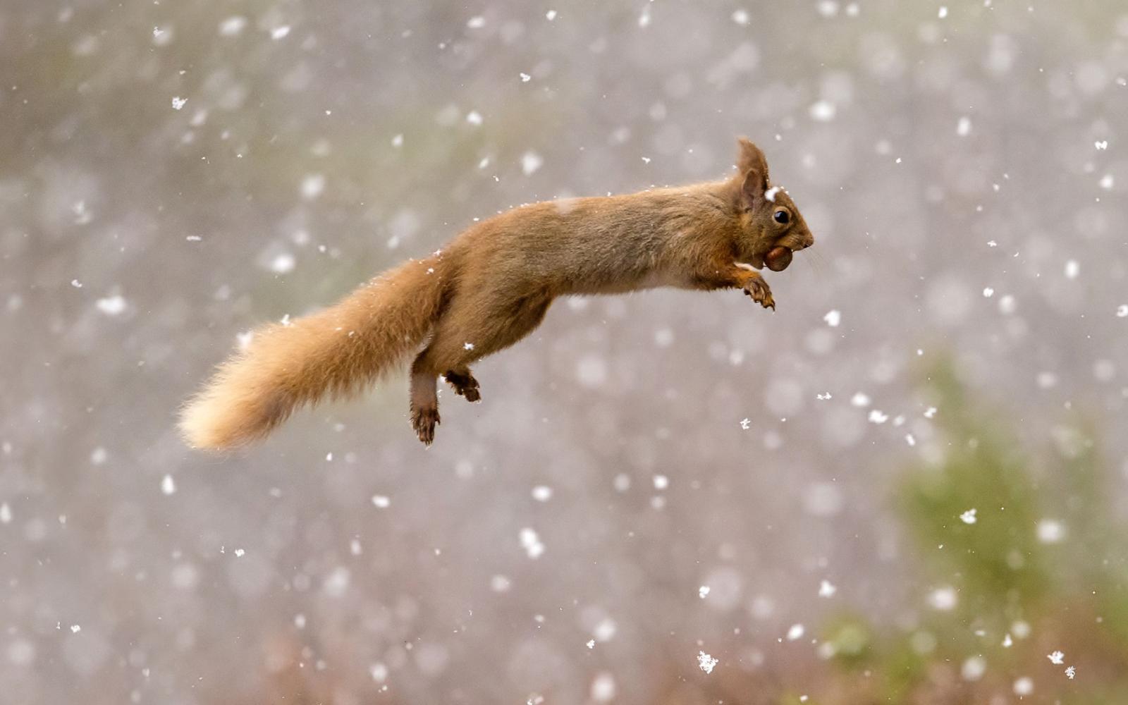 1920x1200 Squirrel Wallpapers | Best Wallpapers