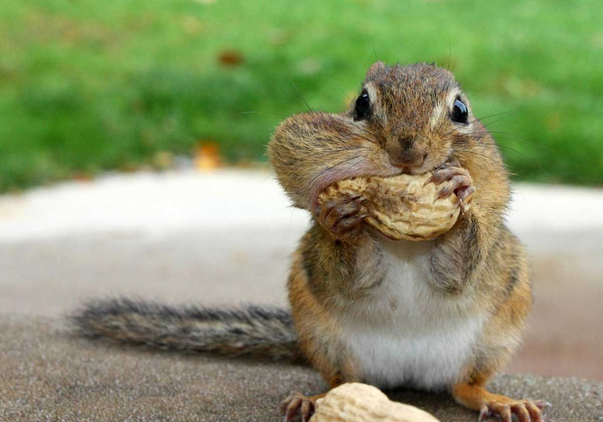 1200x840 39+] Funny Squirrel Wallpaper - WallpaperSafari