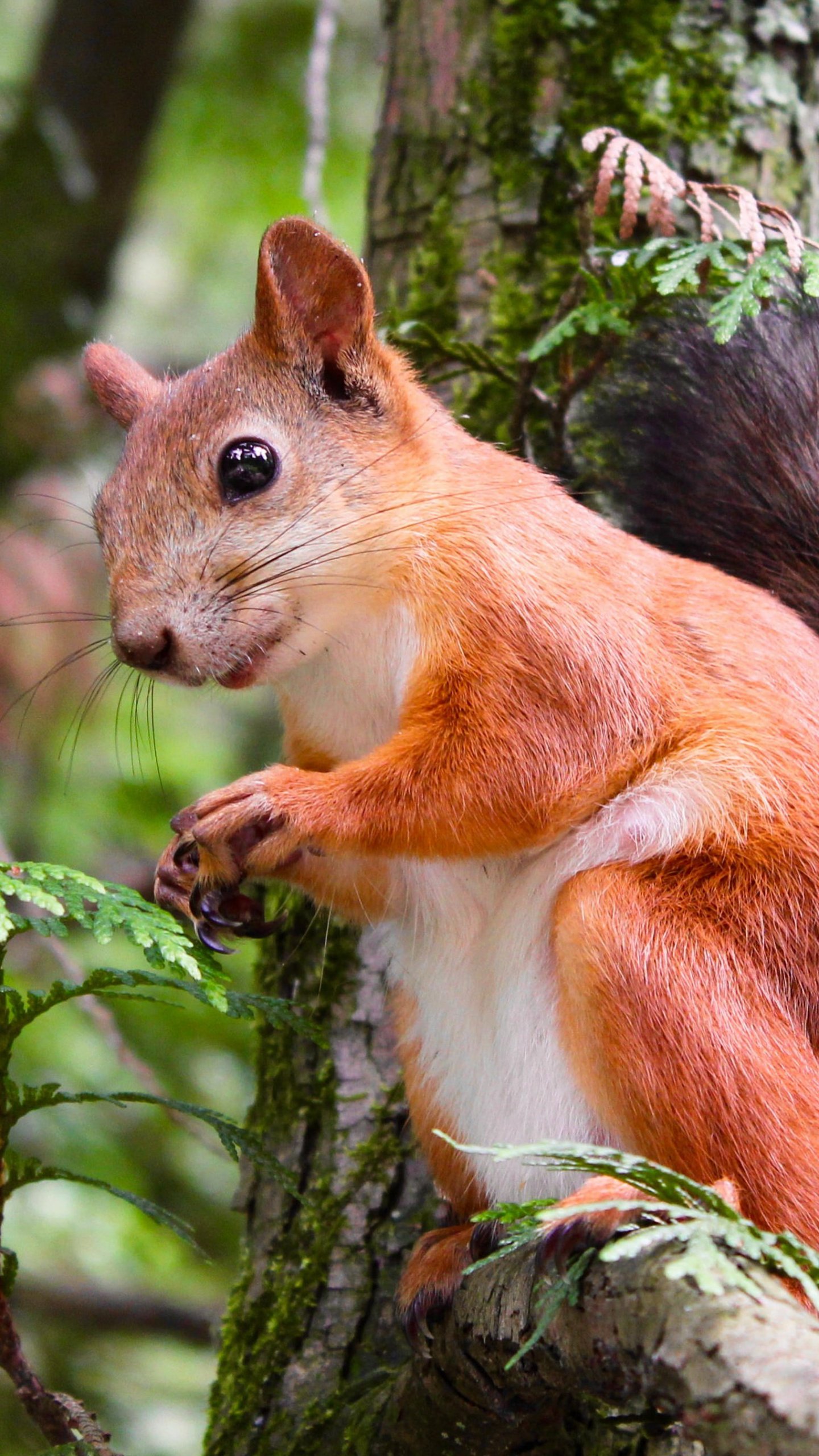 1440x2560 Adorable Squirrel In Tree Wallpaper - iPhone, Android & Desktop Backgrounds