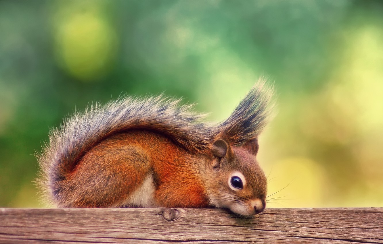 1332x850 Wallpaper autumn, stay, Board, September, red squirrel images for desktop,  section животные - download
