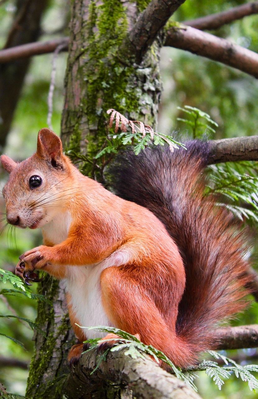 830x1280 About Wild Animals: A squirrel on a branch of a tree | Wildlife wallpaper,  Animals, Animals wild