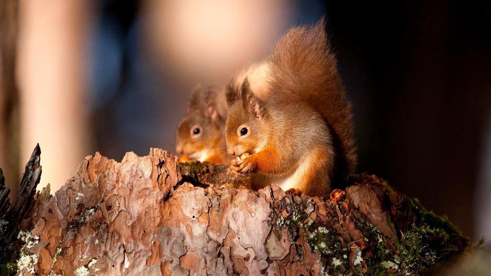 1920x1080 Squirrel Wallpapers #6847864