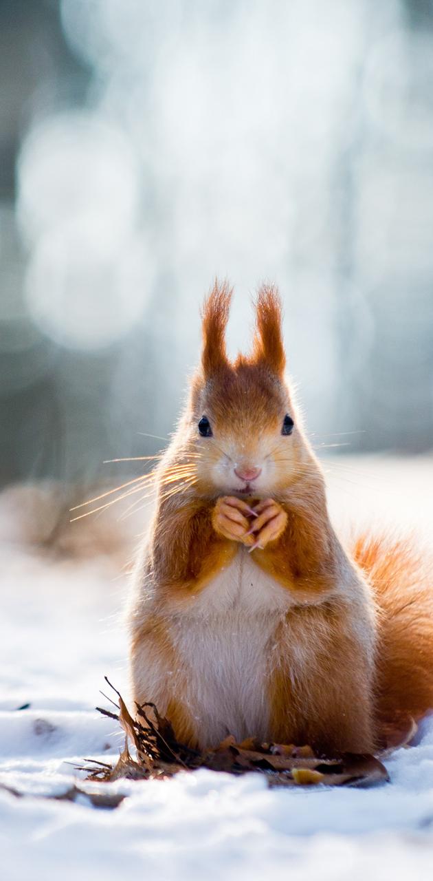 630x1280 Cute Squirrel wallpaper by IronFistLive - Download on ZEDGE™ | 5ffd