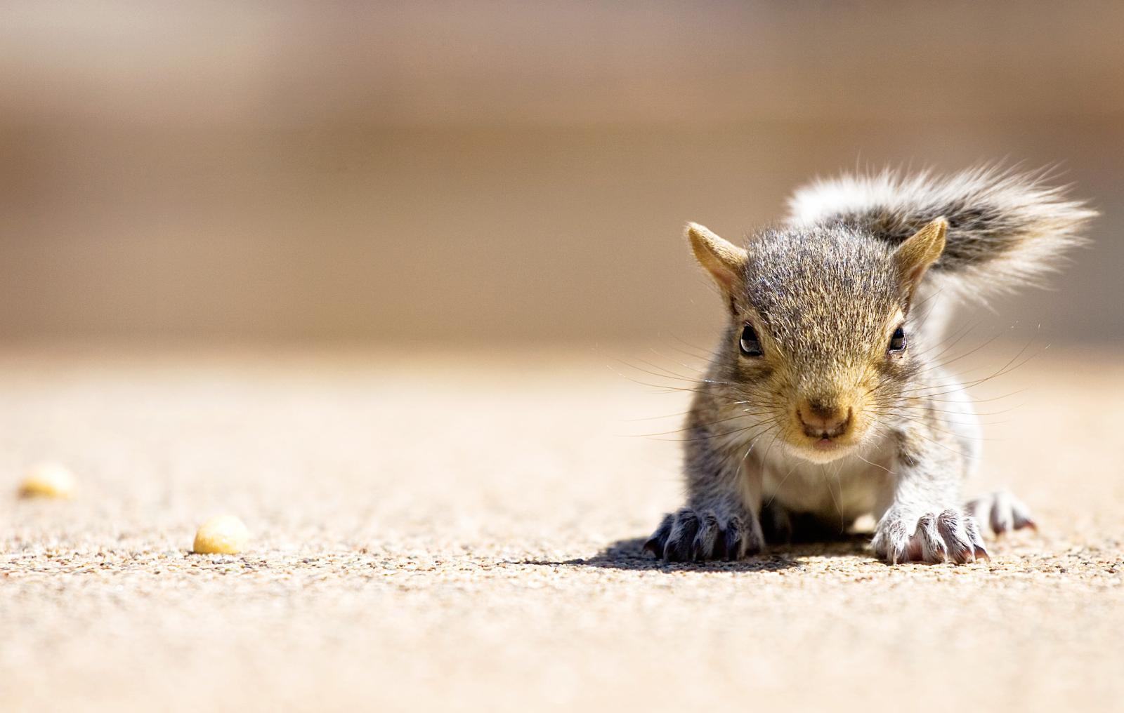 2760x1754 hungry, Squirrel Wallpapers HD / Desktop and Mobile Backgrounds