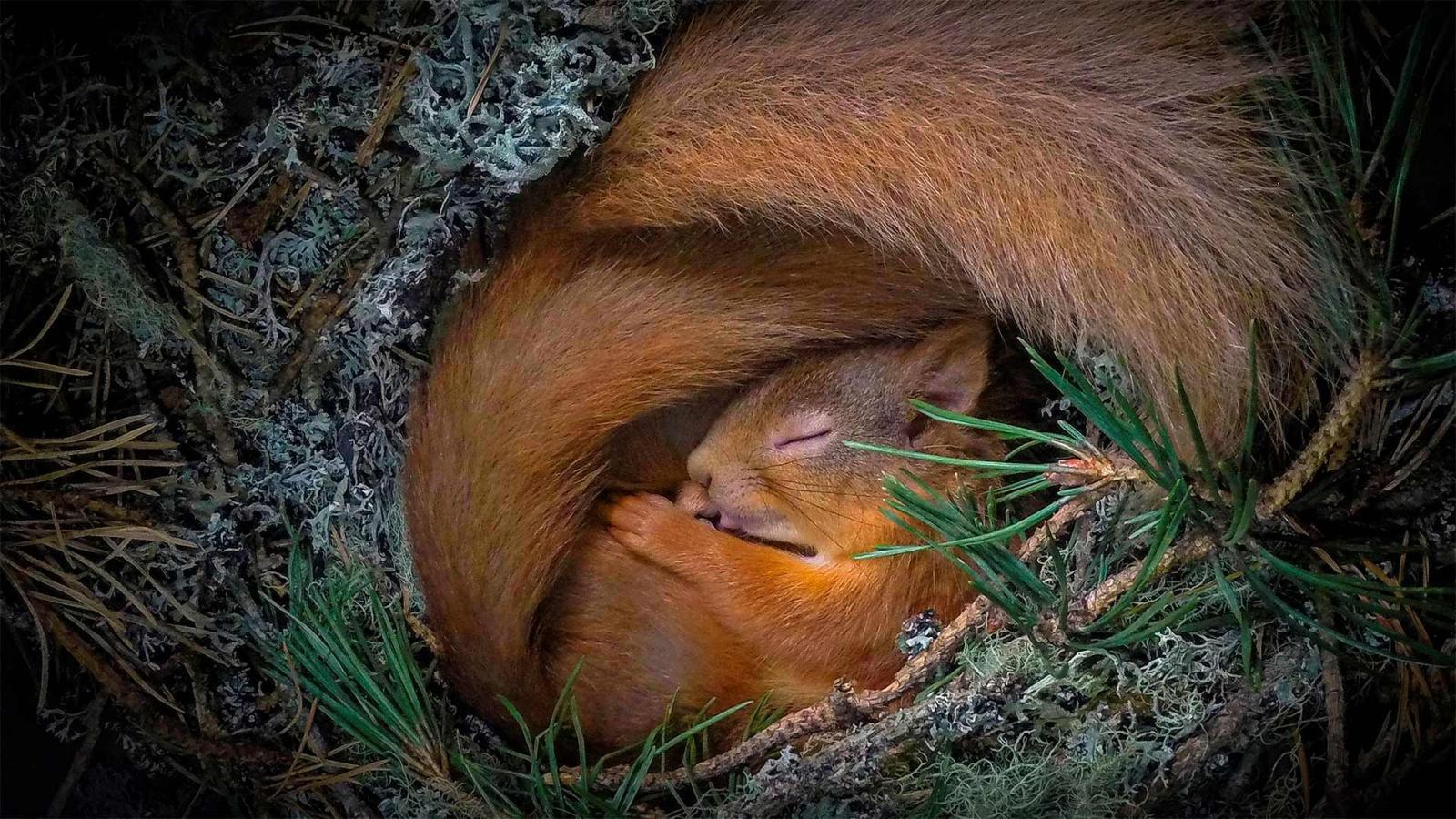 1920x1080 Bing image: Red squirrel - Bing Wallpaper Gallery
