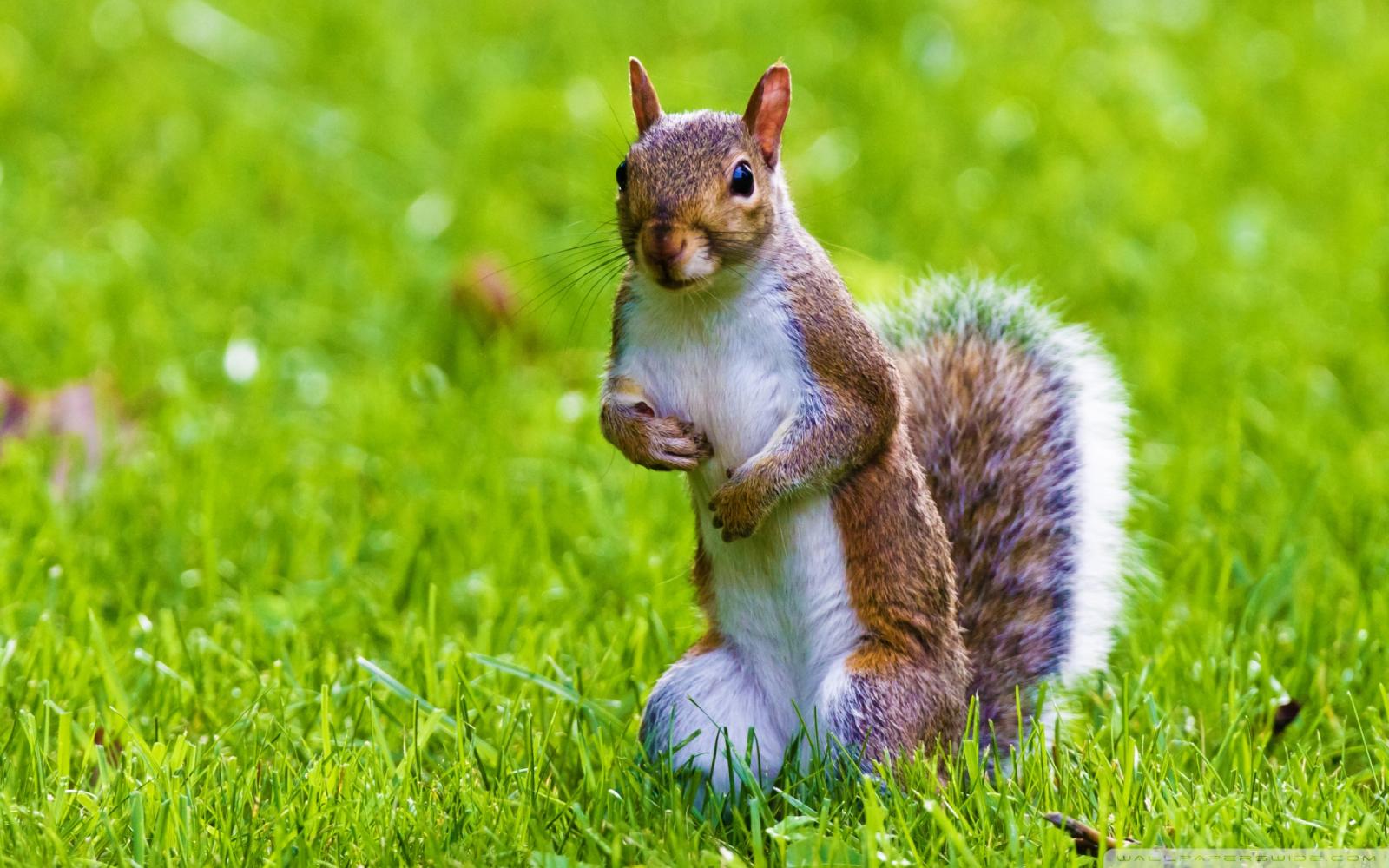1920x1200 Cute Squirrel Ultra HD Desktop Background Wallpaper for : Tablet :  Smartphone