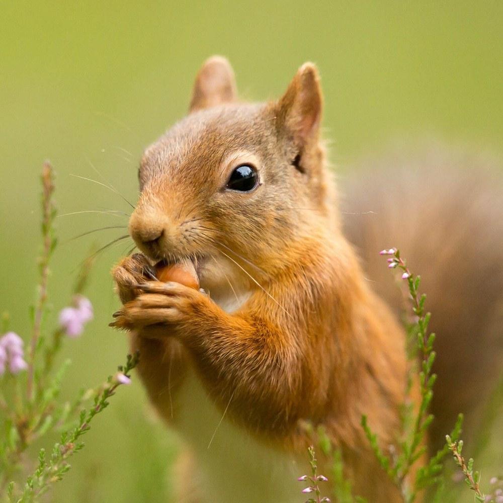 1000x1000 SQUIRREL Wallpapers v1 APK pour Android Télécharger