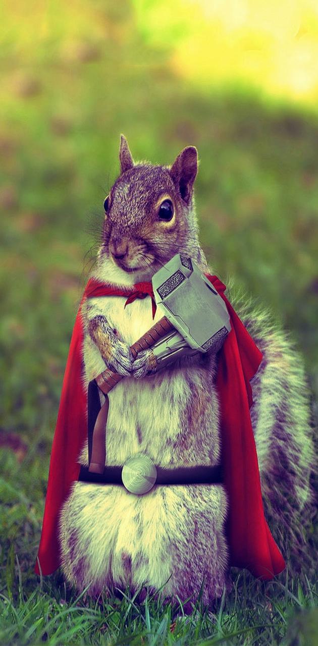 630x1280 FUNNY SQUIRREL wallpaper by TONY__STARK - Download on ZEDGE™ | a63c