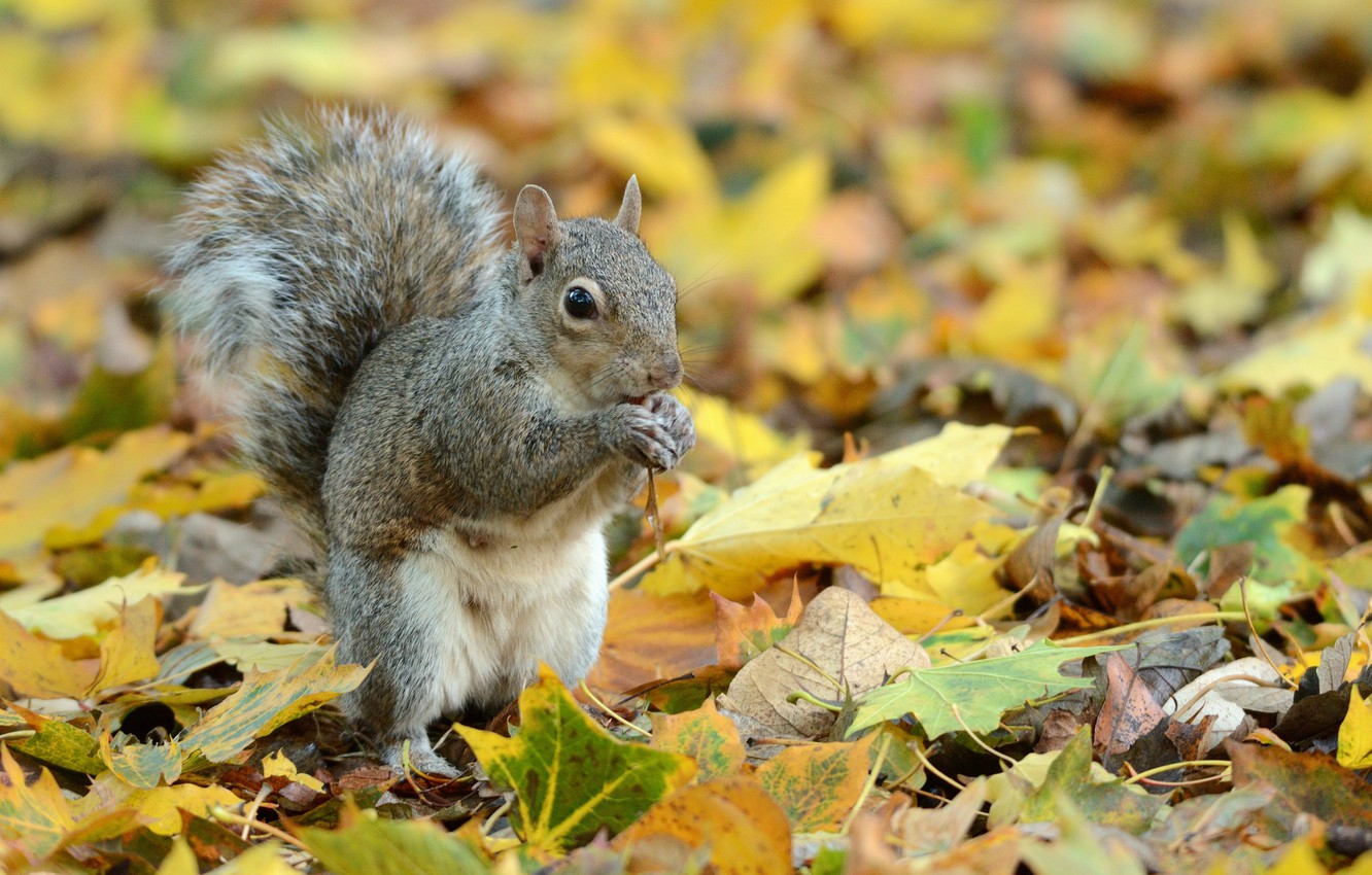 1332x850 Wallpaper leaves, protein, rodent, gray squirrel images for desktop,  section животные - download