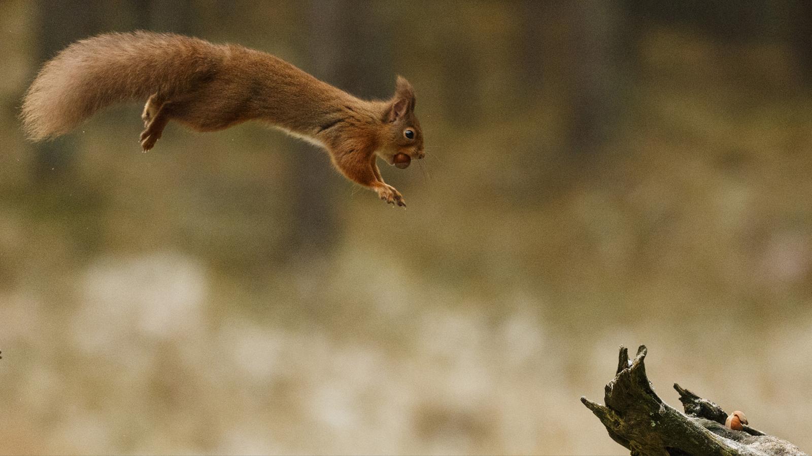 2880x1620 Jumping Squirrel Desktop Wallpaper : Wallpapers13.com