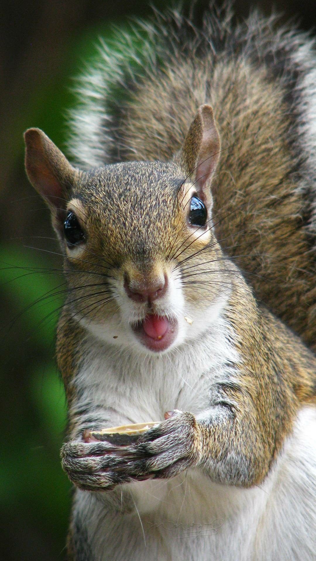 1080x1920 Squirrel wallpaper | Cute funny animals, Cute squirrel, Squirrel pictures