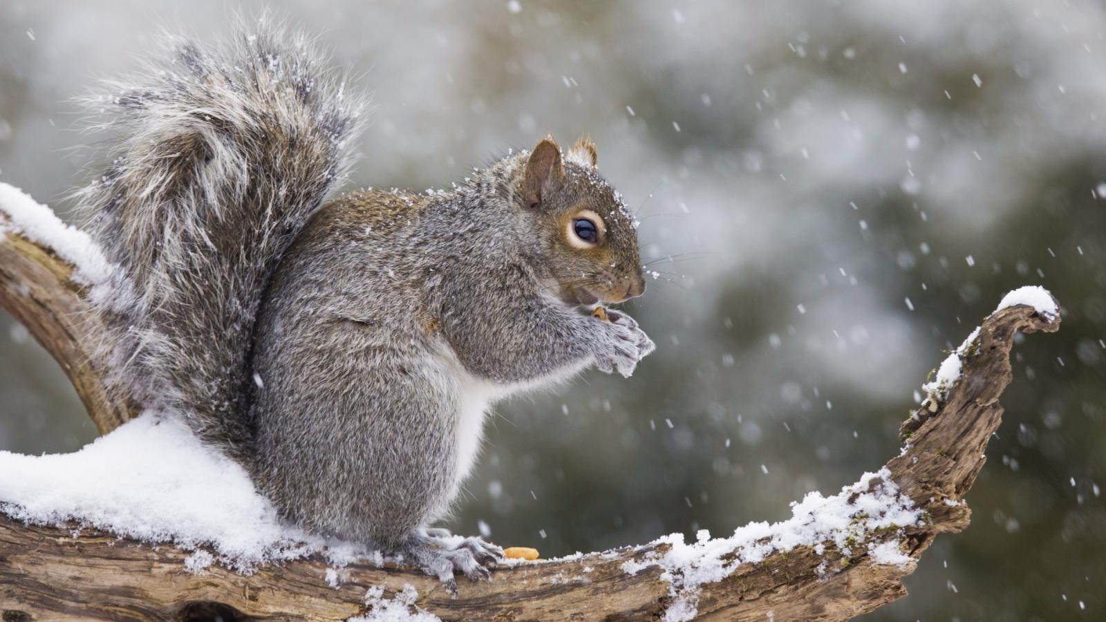 2560x1440 Download wallpaper 2560x1440 winter, mammal, cute, squirrel, rodent, dual  wide 16:9 2560x1440 hd background, 5831