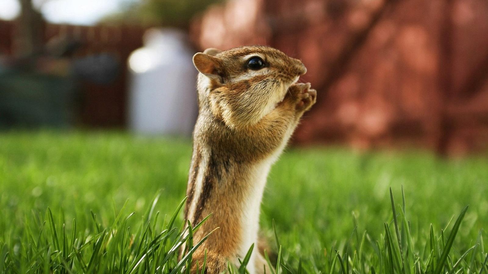 1920x1080 Latest Squirrel HD wallpaper