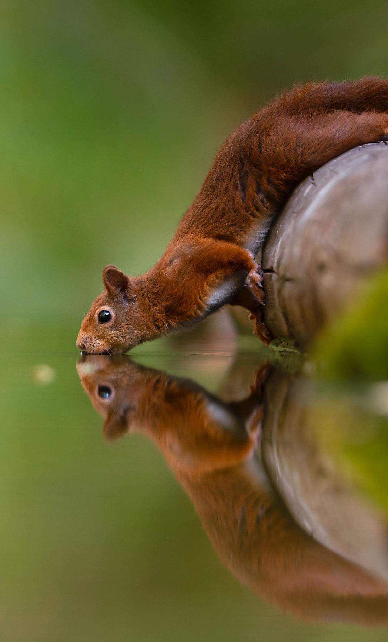 1280x2120 Download wallpaper 1280x2120 reflections, water drinking, squirrel, iphone  6 plus, 1280x2120 hd background, 25038