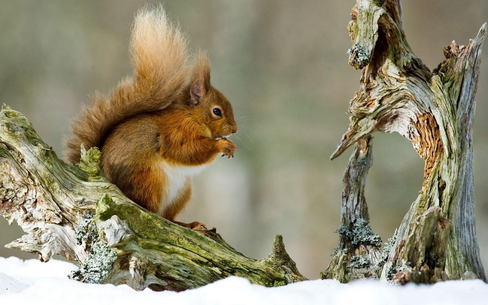 1920x1200 Squirrel wallpapers | Squirrel stock photos
