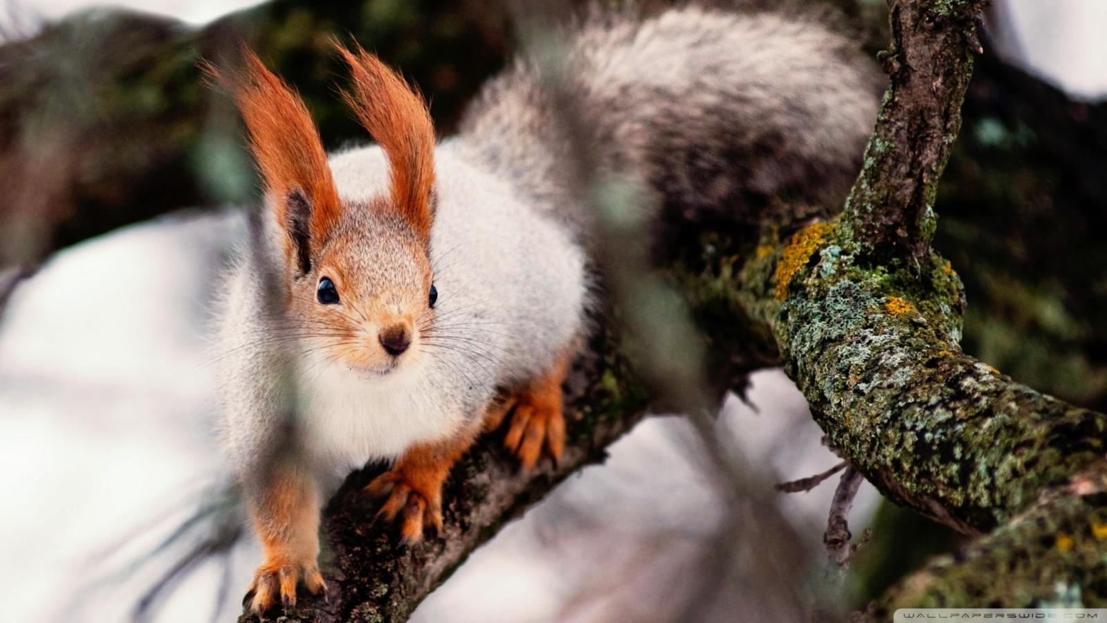 2048x1152 Nimble Squirrel Ultra HD Desktop Background Wallpaper for 4K UHD TV :  Tablet : Smartphone