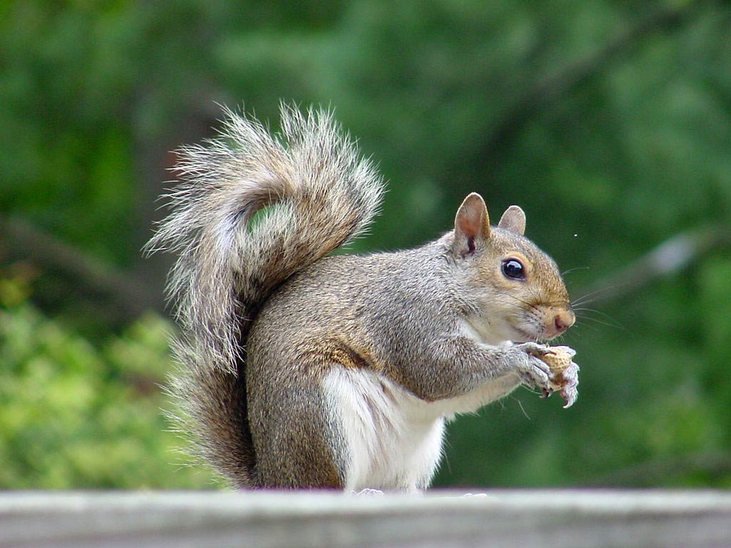 1024x768 Squirrel Wallpaper and Background - Animals Town