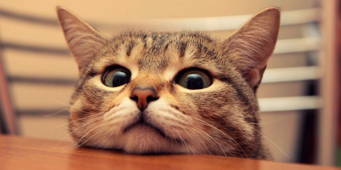 1920x1200 Funny Cats Wallpapers