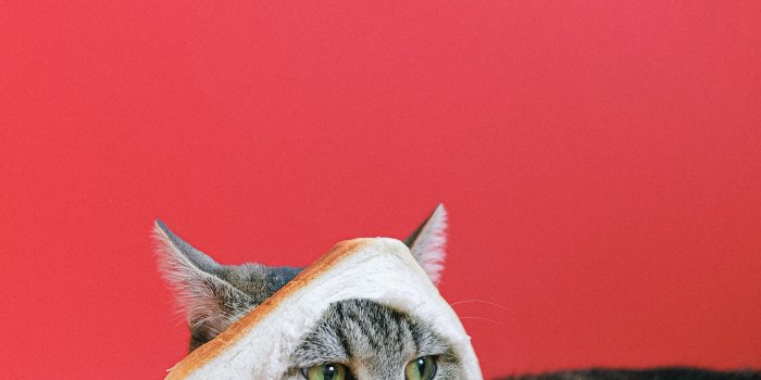 4160x6240 Funny Cat Photos, Download Free Funny Cat Stock Photos & HD Images