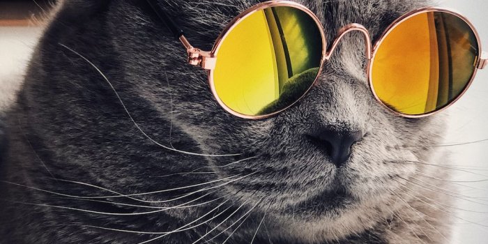 1000x1333 1500+ Funny Cat Pictures | Download Free Images on Unsplash