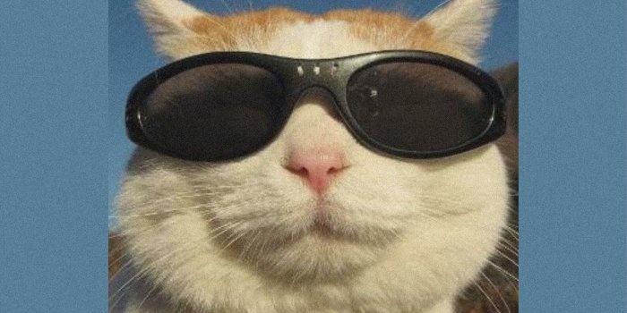 1590x2828 Cat Wallpapers | Funny cat wallpaper, Cute cat wallpaper, Baby cats