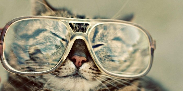 1680x1050 Funny Cat Desktop Wallpapers