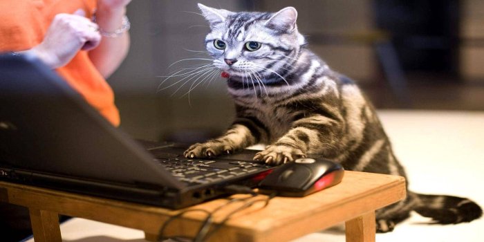 1900x1080 Download Funny Cat Using Computer Wallpaper | Wallpapers.com