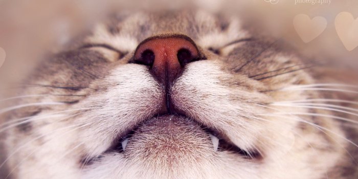 2560x1080 Happy Cat Wallpapers - Top Free Happy Cat Backgrounds - WallpaperAccess