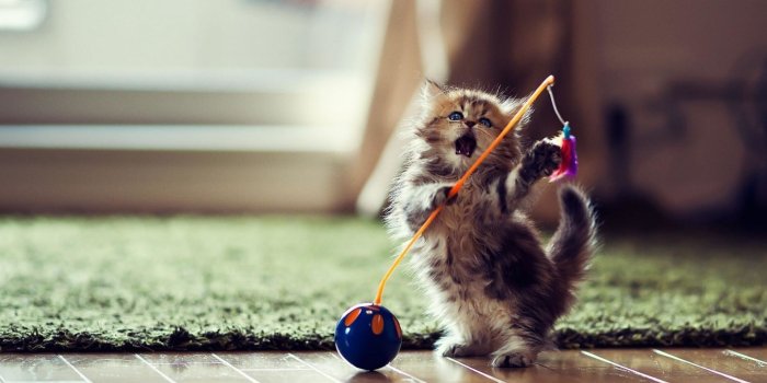 1920x1080 Funny Cat Wallpaper | Download Wallpapers