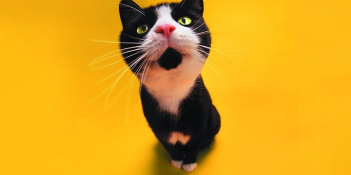 1600x1200 Download Funny cat wallpaper(2) - Funny wallpapers for your mobile cell  phone