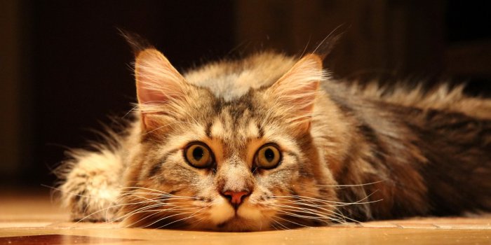 2560x1600 Cute Funny Cat wallpapers | Cute Funny Cat stock photos