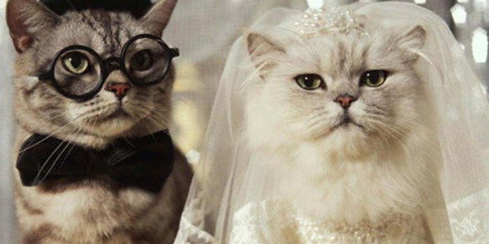 1024x768 50+] Funny Cat Background Wallpapers - WallpaperSafari