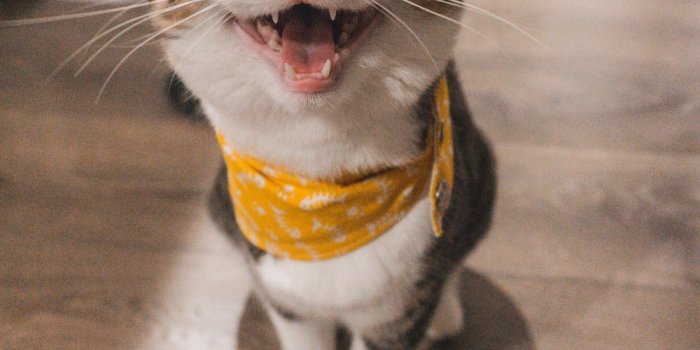 1000x1500 1500+ Funny Cat Pictures | Download Free Images on Unsplash