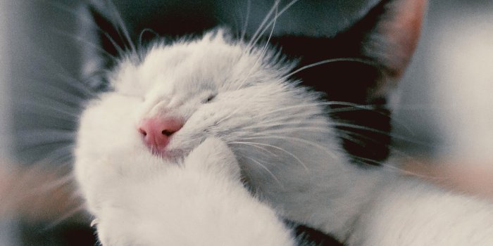 1242x2688 10 Cute Cat Wallpapers For iPhone XR, iPhone XS, iPhone XS Max - I Like Cats  Very Much