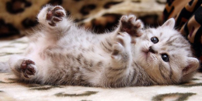 1366x768 Cat Wallpapers