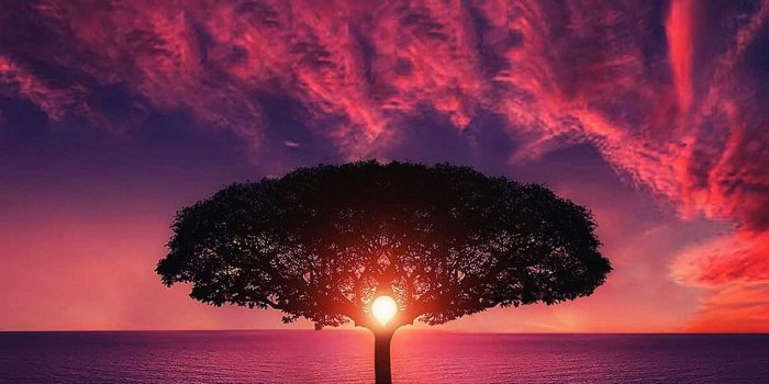 2048x2048 Sea Tree Purple Sky Nature iPad Air Wallpapers Free Download