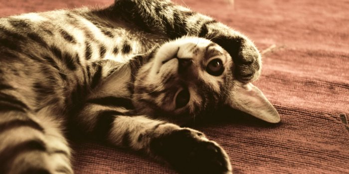 3840x2160 130 funny cat image hd free - Rare Gallery HD Wallpapers