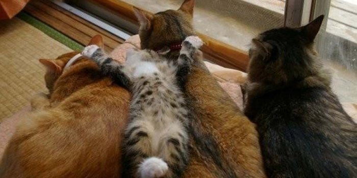 1200x800 funny cat wallpapers 5 | estherchiltonblog