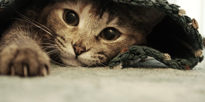 1920x1200 Free Cat Wallpaper Downloads, [445+] Cat Wallpapers for FREE | Wallpapers .com