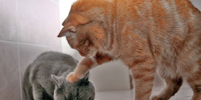 1280x1024 Cat Funny Wallpapers